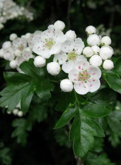 Hawthorn ingredient