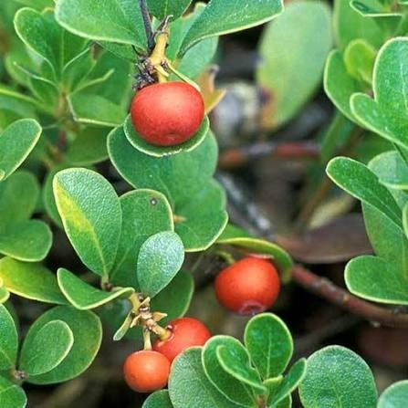 Green tea ingredient